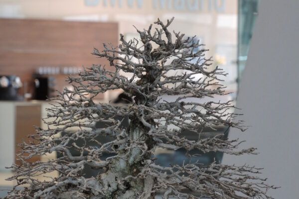 bonsai and bmw