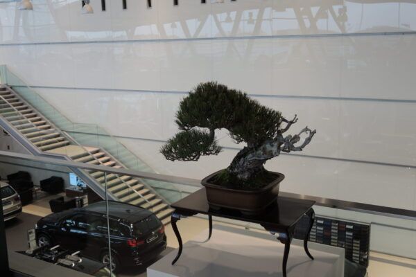 white pine