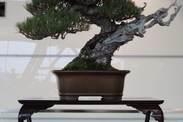 white pine with series 5