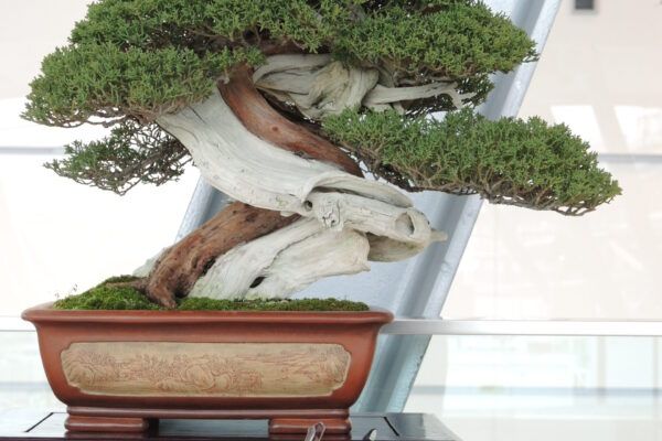 juniperus and gs 1200 lc