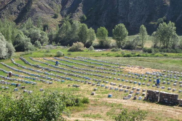 turkey (110) bee farm
