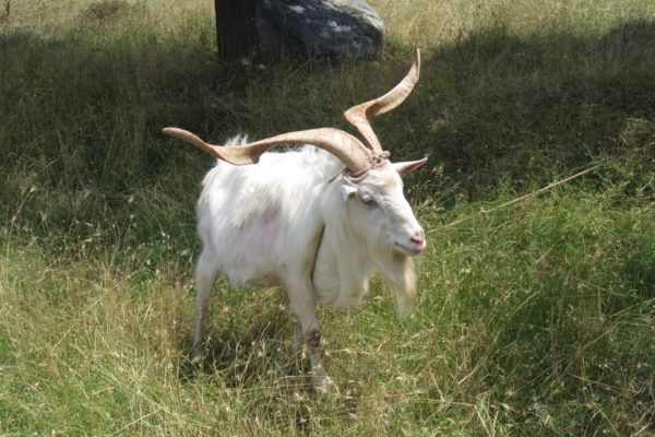 turkey (155) baphomet !