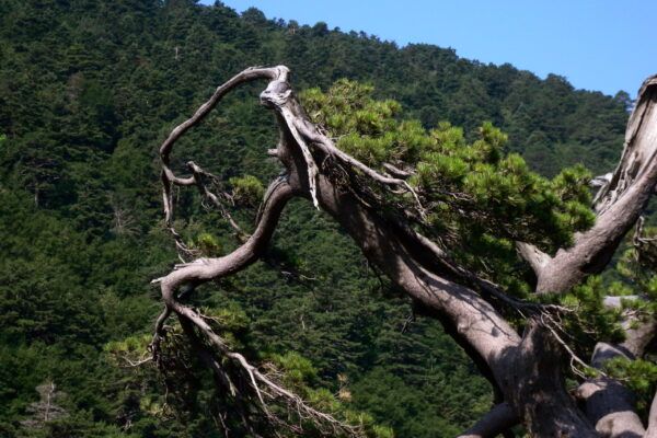 turkey (166) natural bonsai V