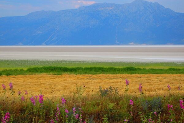 turkey (19) salt lake