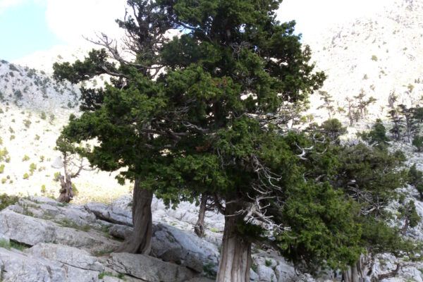turkey (24) natural bonsai tree I
