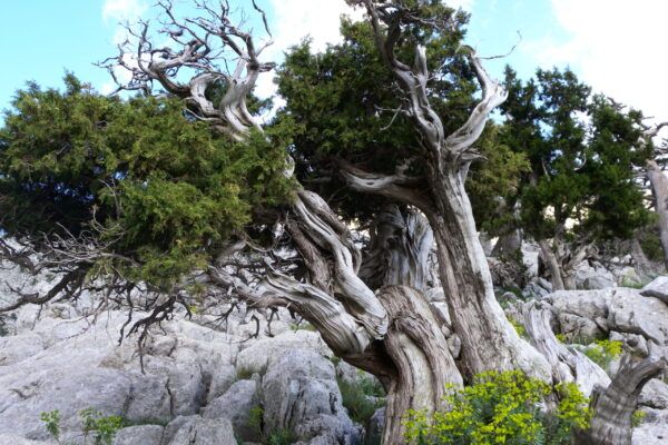 turkey (25) natural bonsai tree II