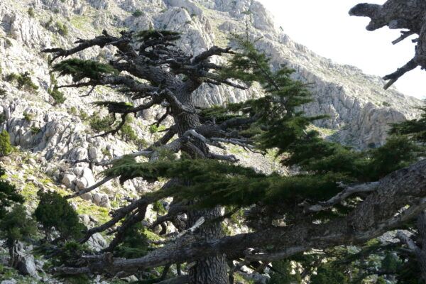 turkey (27) cedar with dead branches