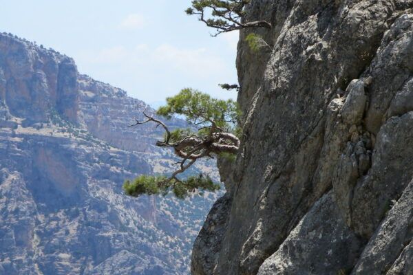 turkey (40) natural bonsai III