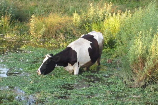 turkey (84) hungry cow