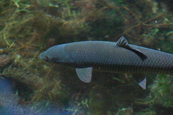 30