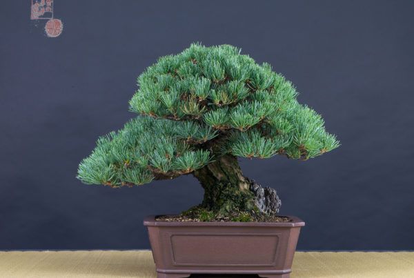 front side, pinus parviflora Xema Laguna Font