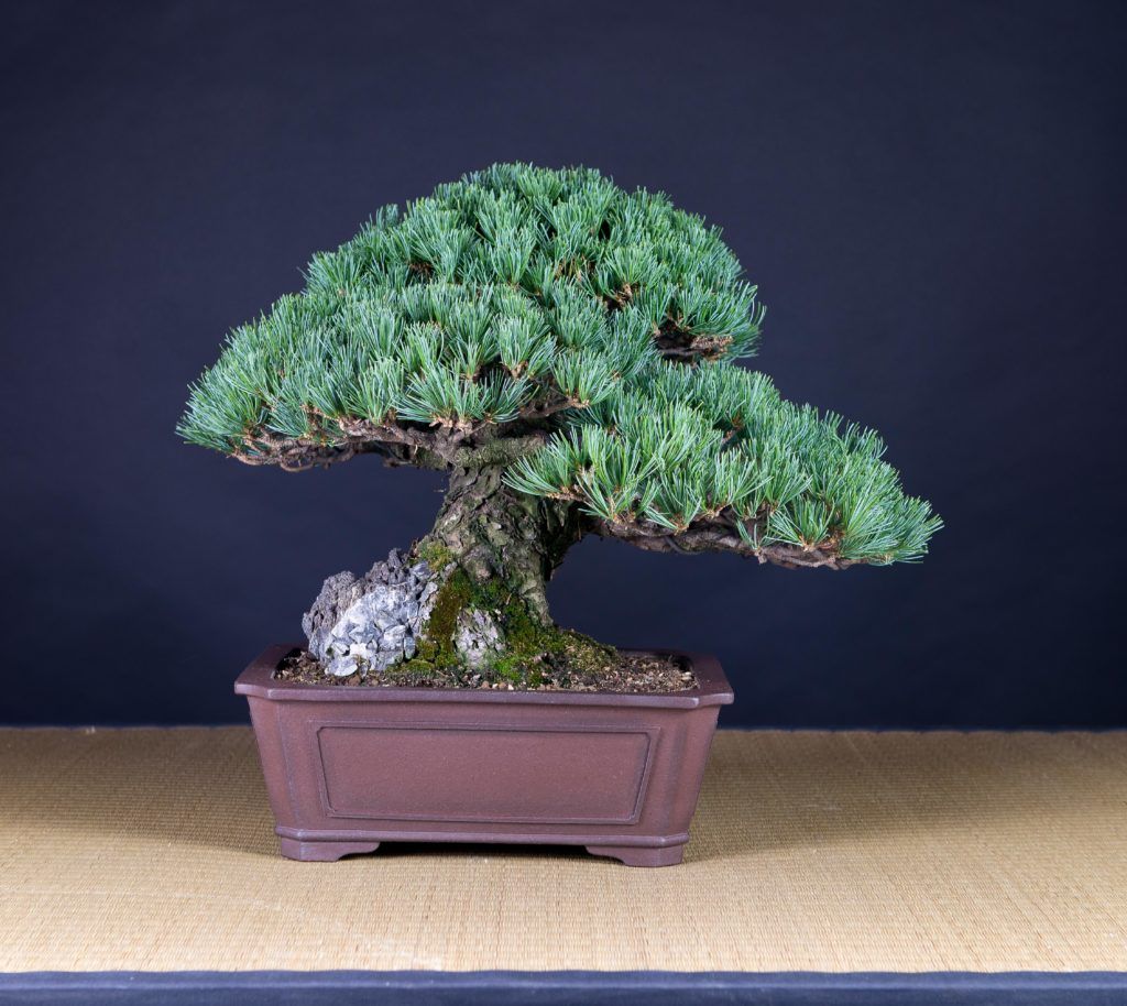 trasera de pino blanco, bonsai de Xema Laguna Font