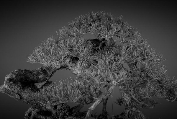 bonsai de pino silvestre