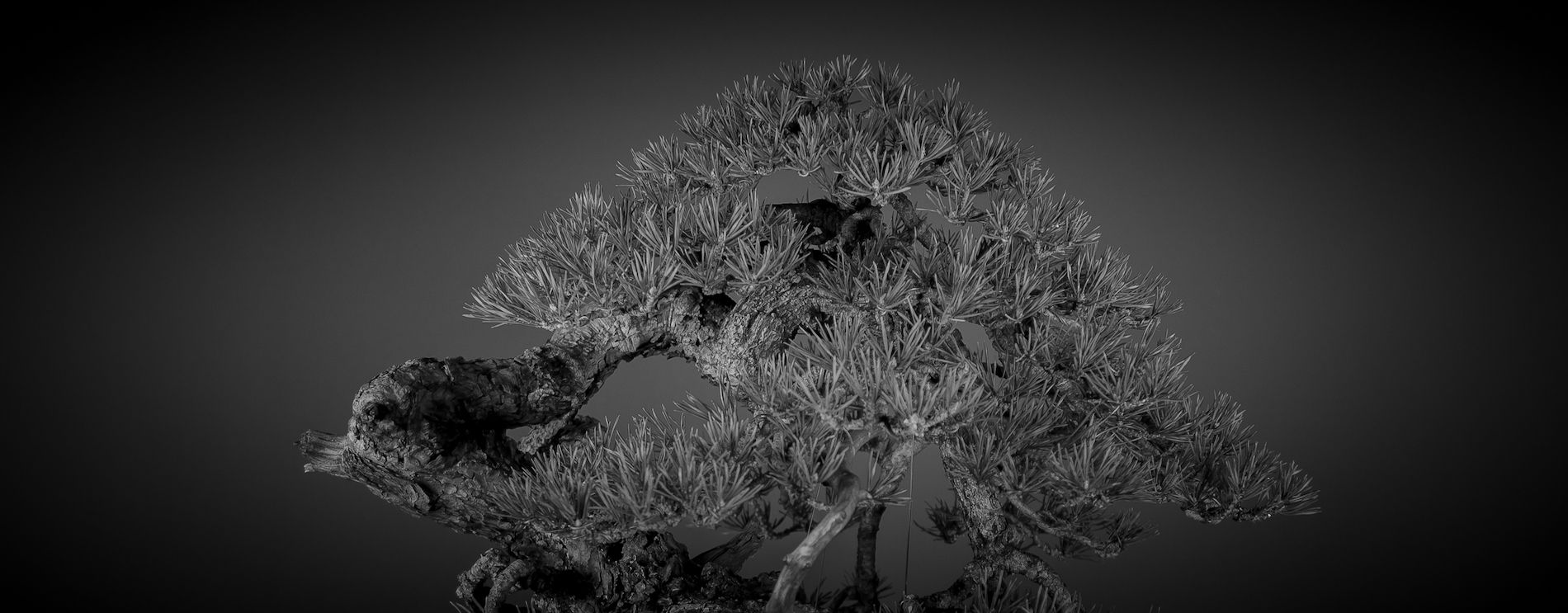 pinus sylvestris